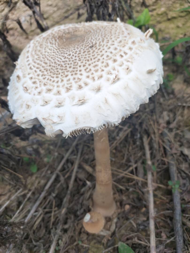 脱皮大环柄菇近似种