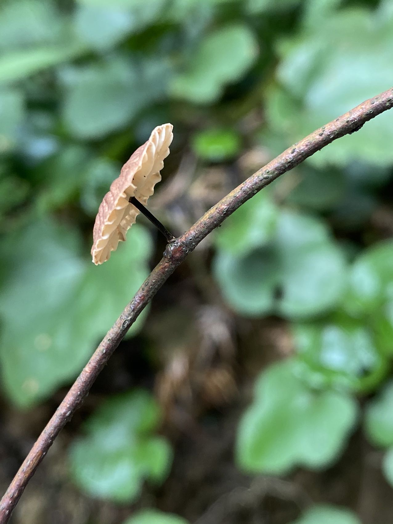 拟小皮伞