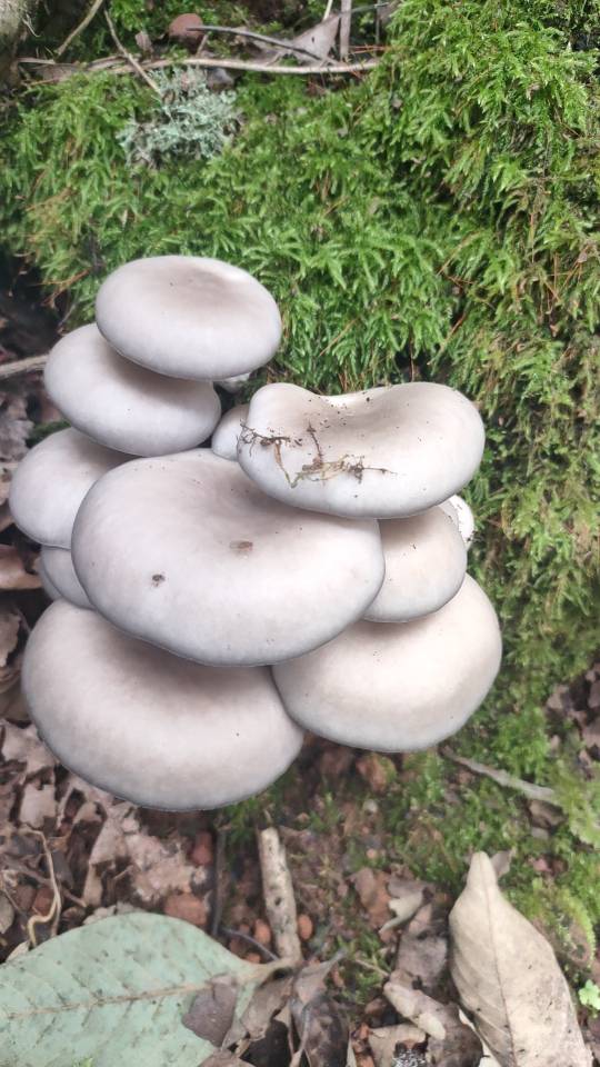 糙皮侧耳