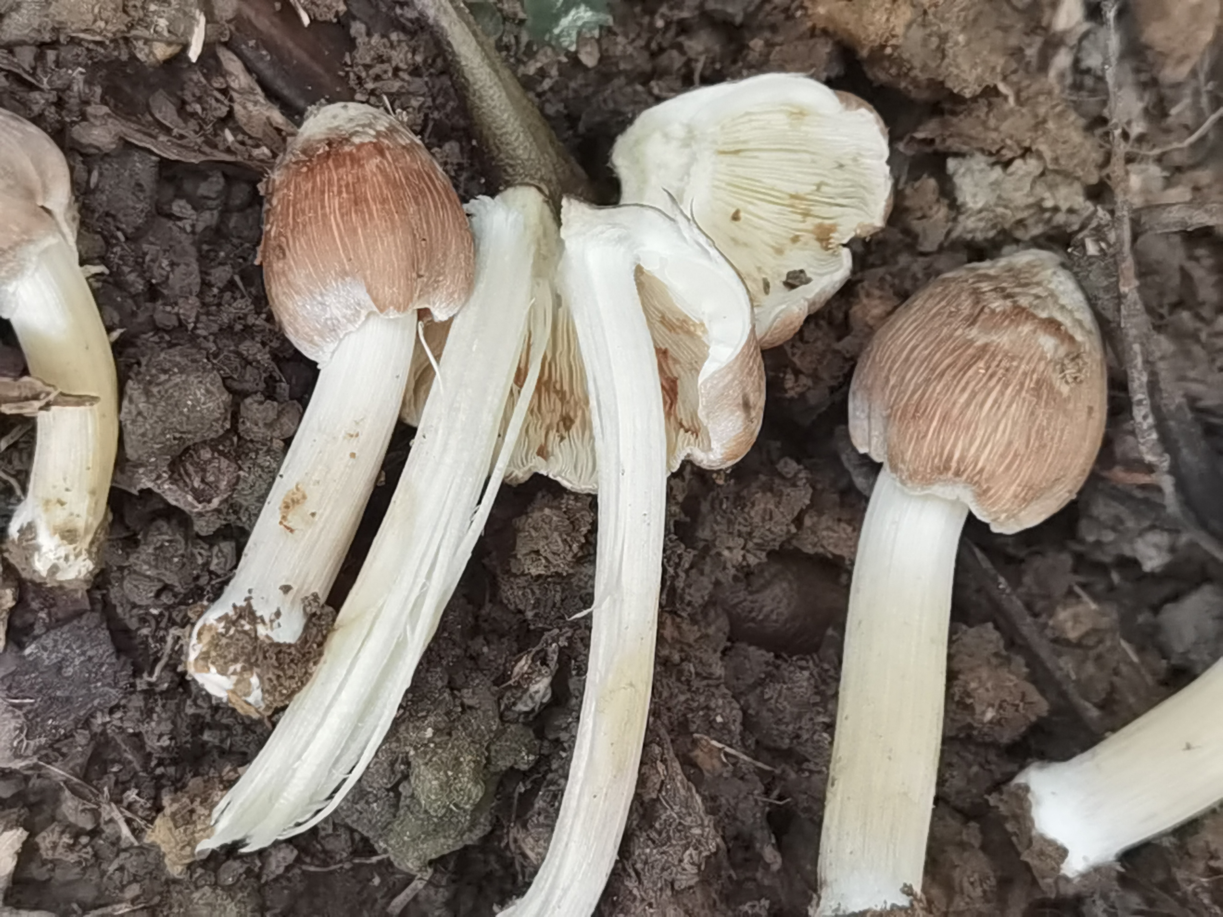 毒蝇歧盖伞（有毒）