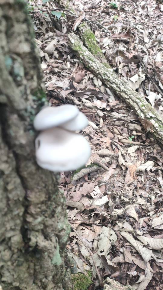 糙皮侧耳