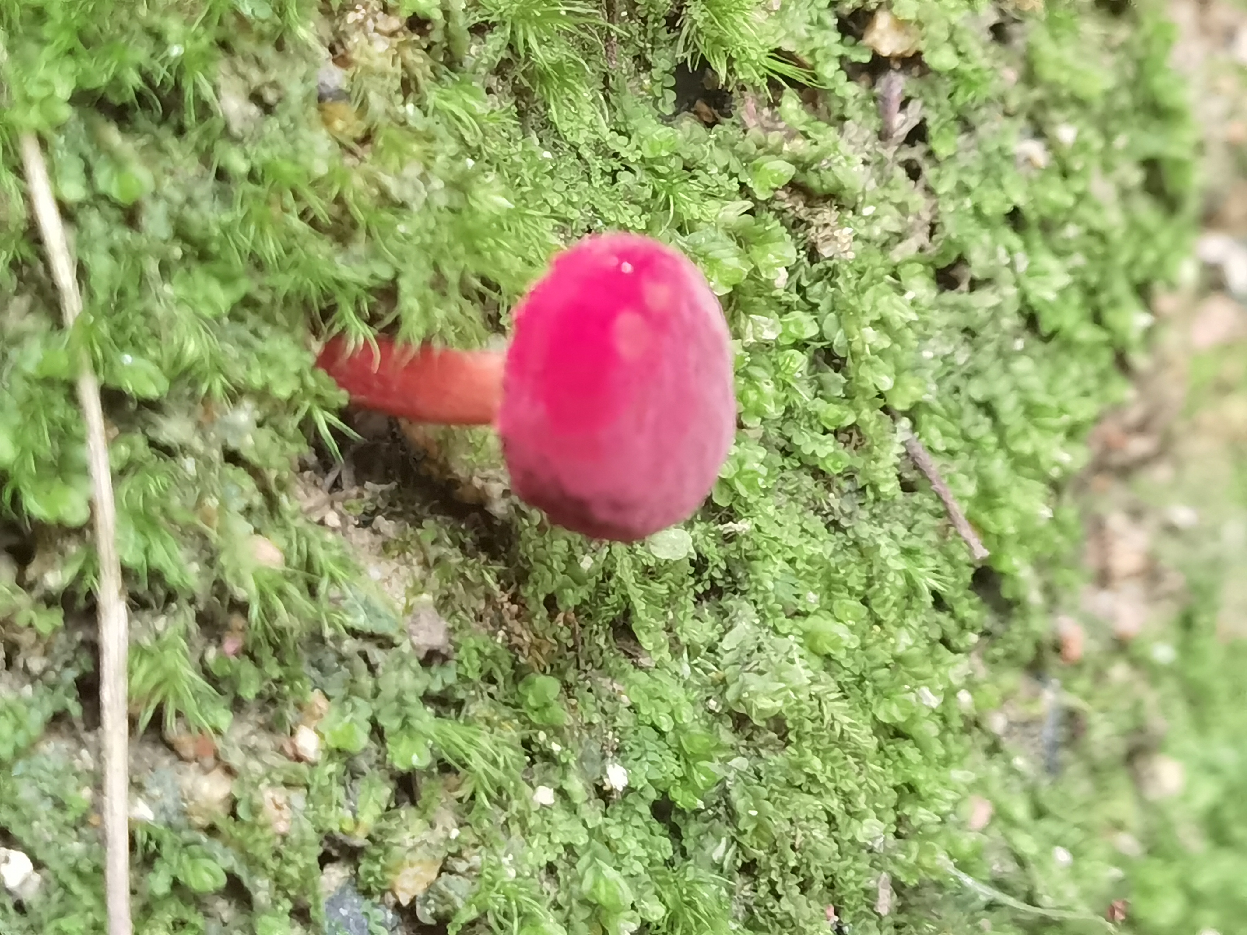 小绒盖牛肝菌（照片形态鉴定）