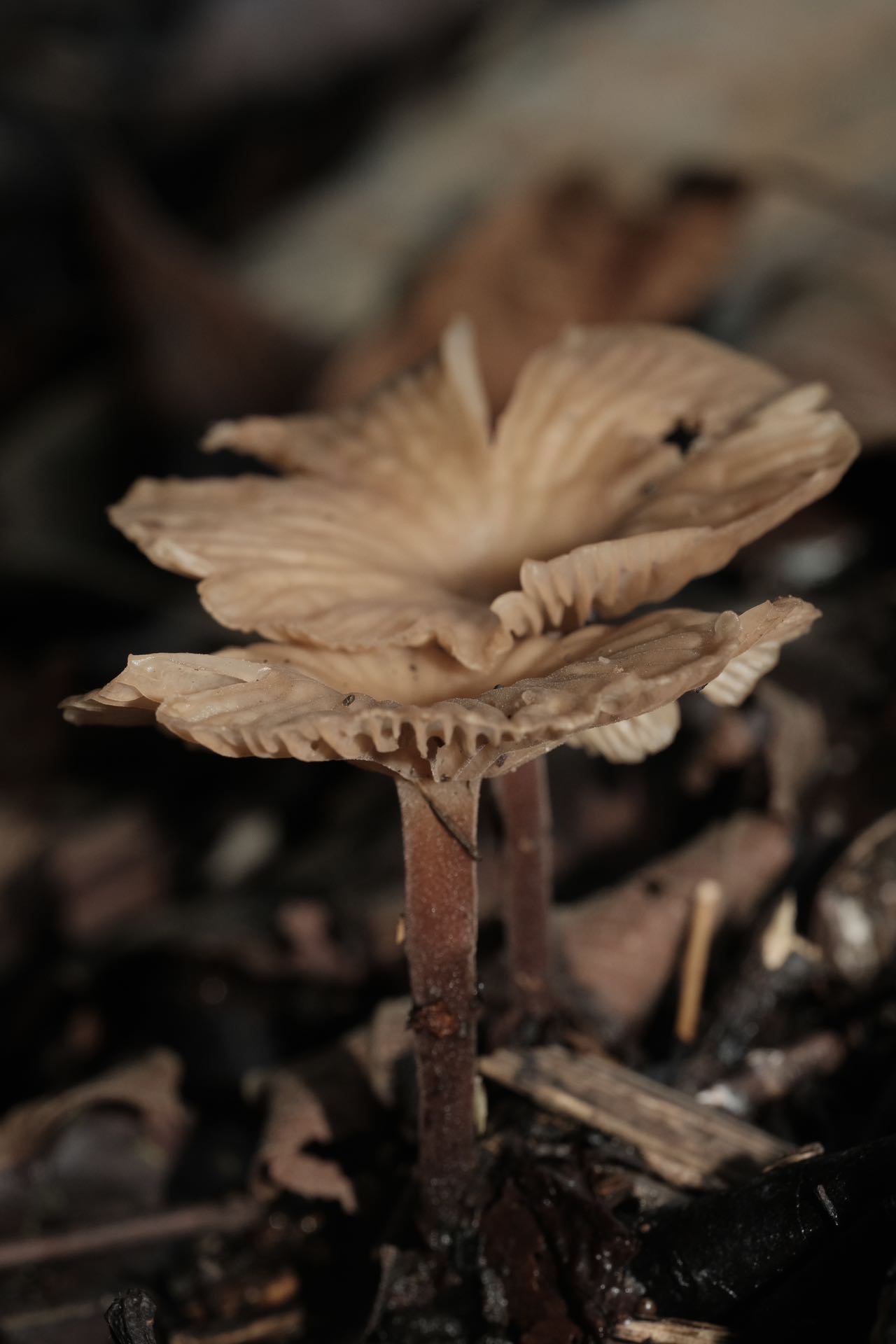 拟金钱菌