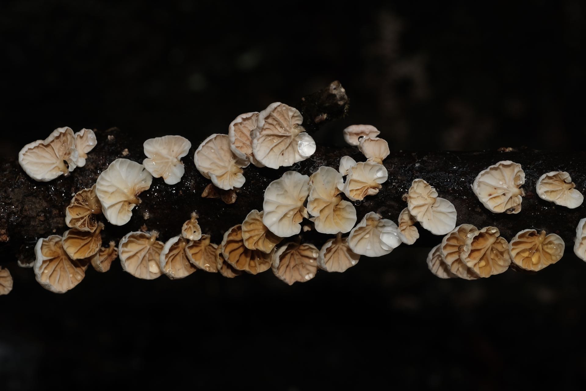 微菇属一种