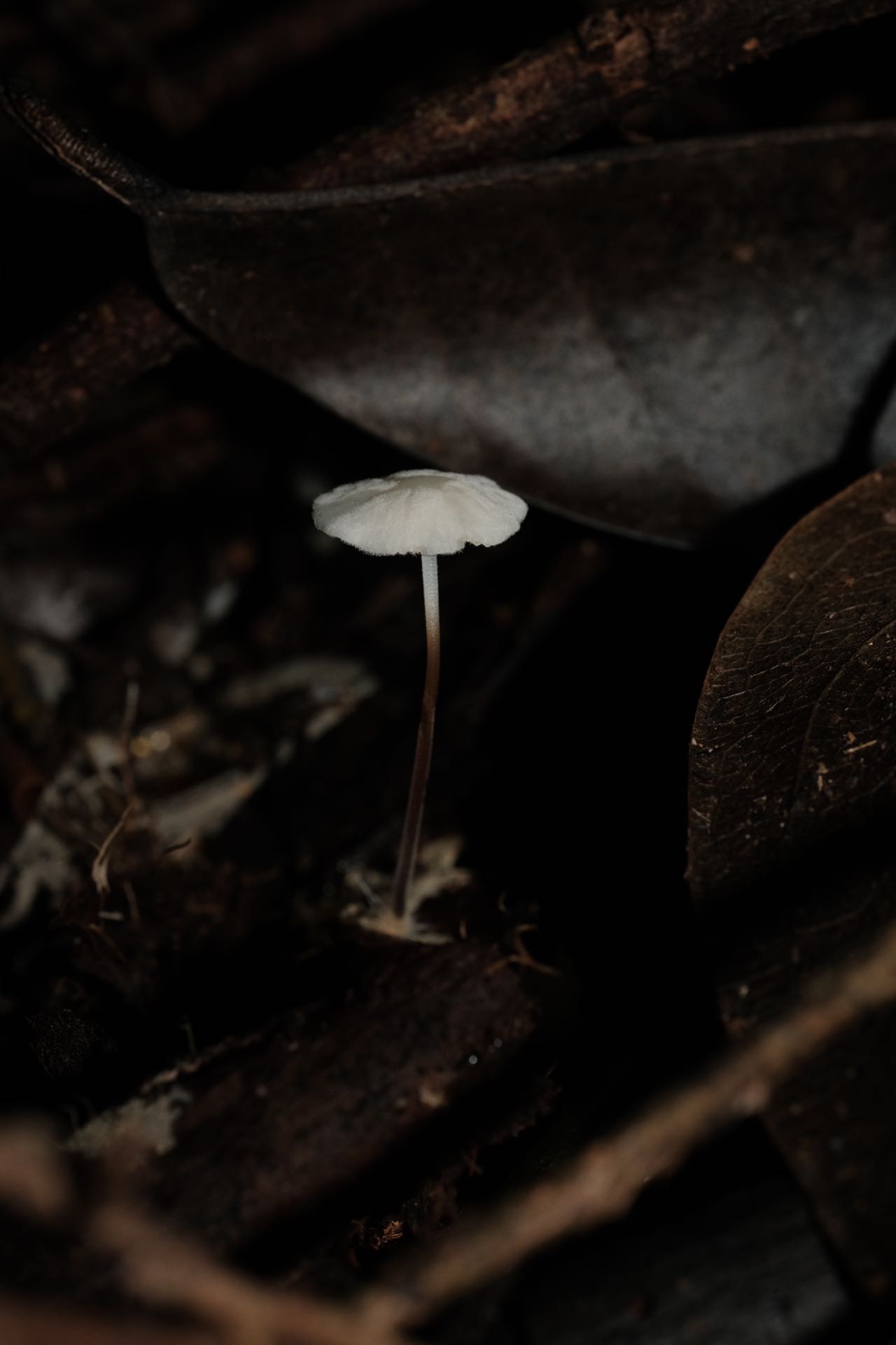 小皮伞一种
