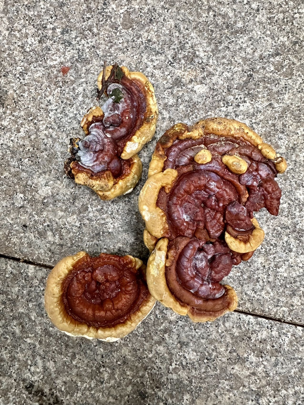 标本照片