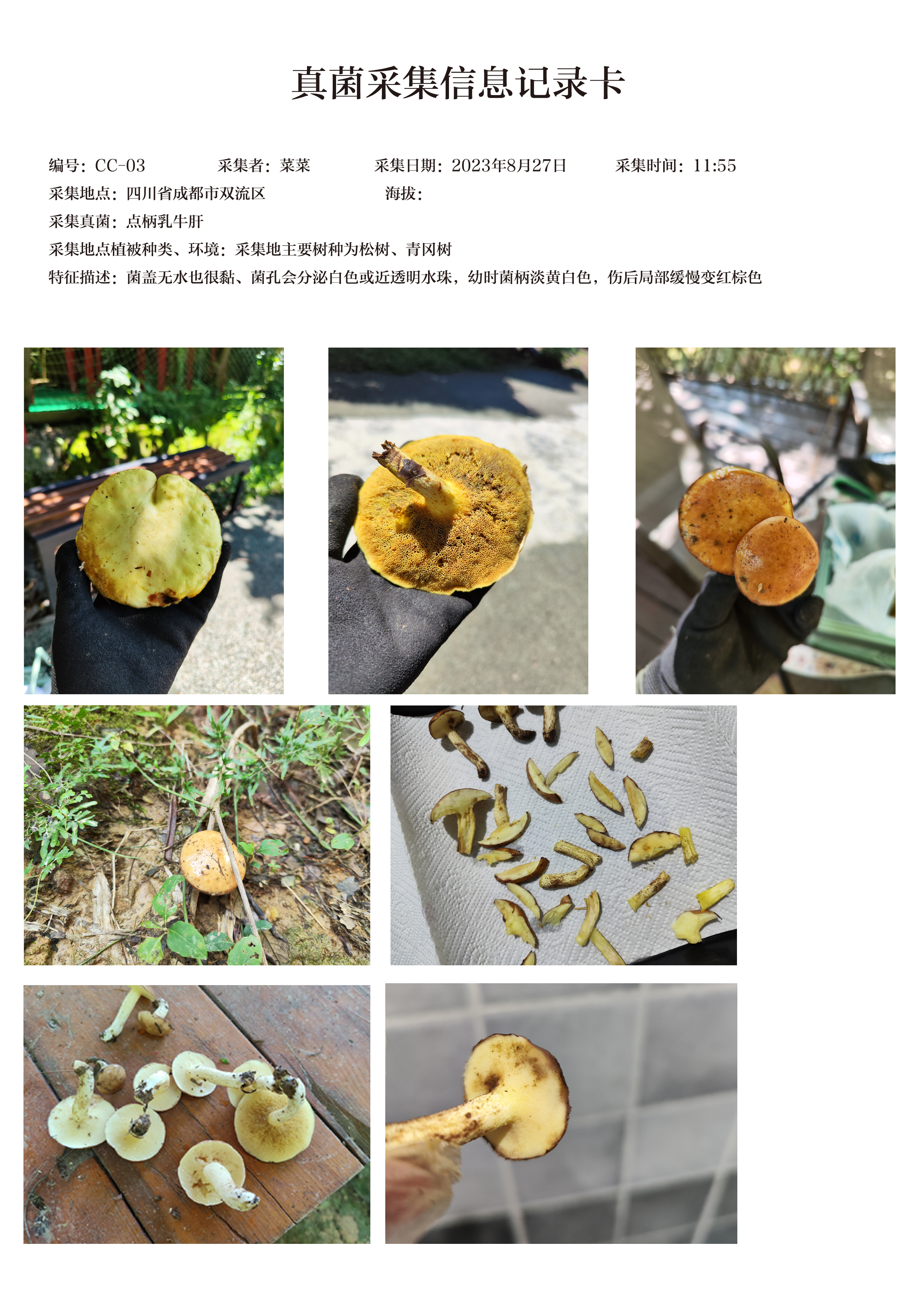 点柄乳牛肝菌