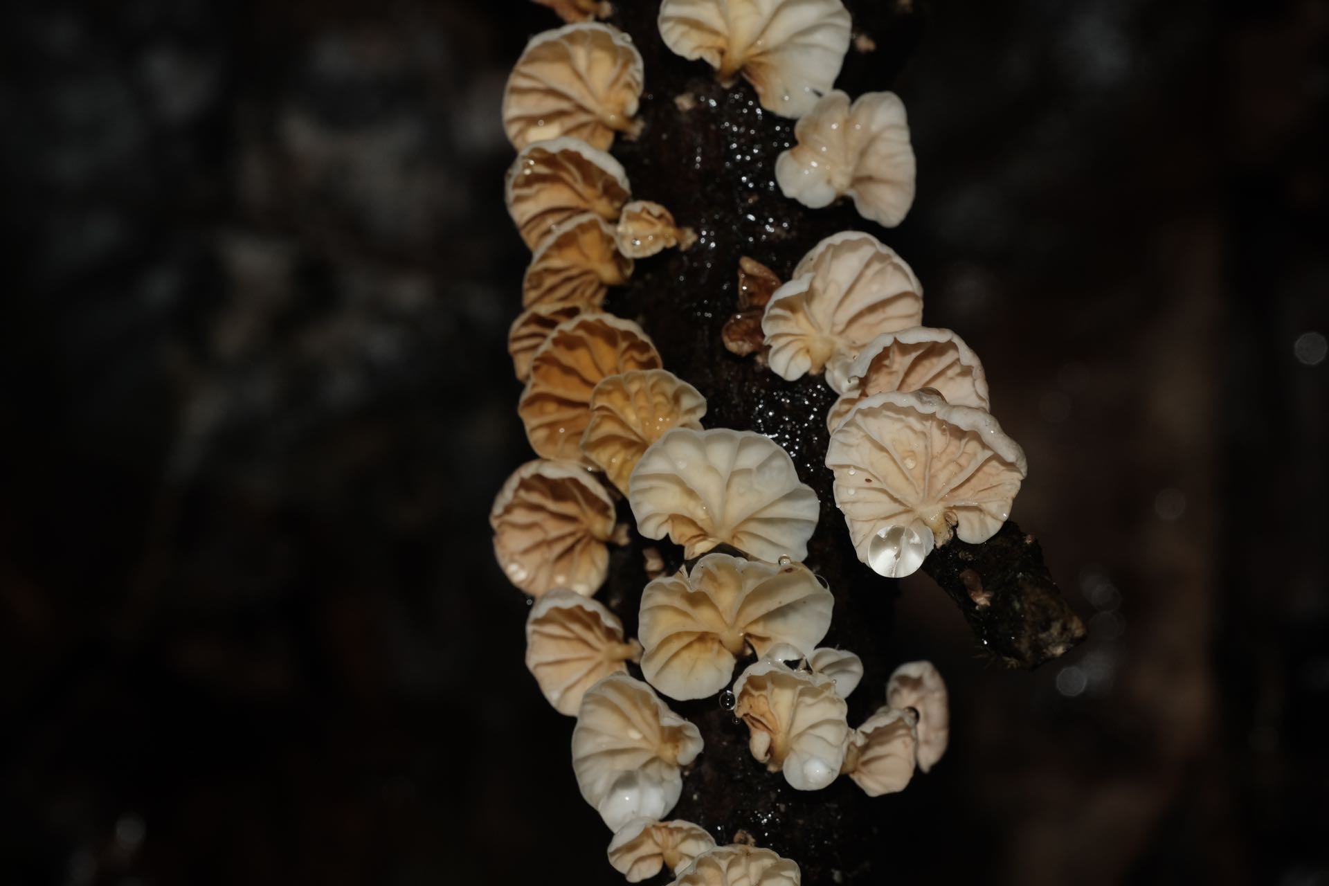 微菇属一种