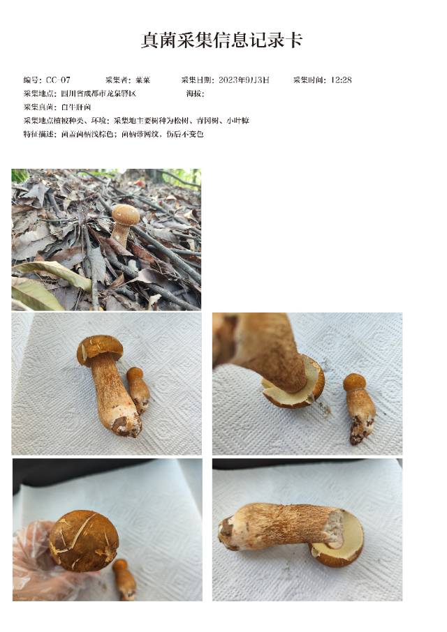 白牛肝菌