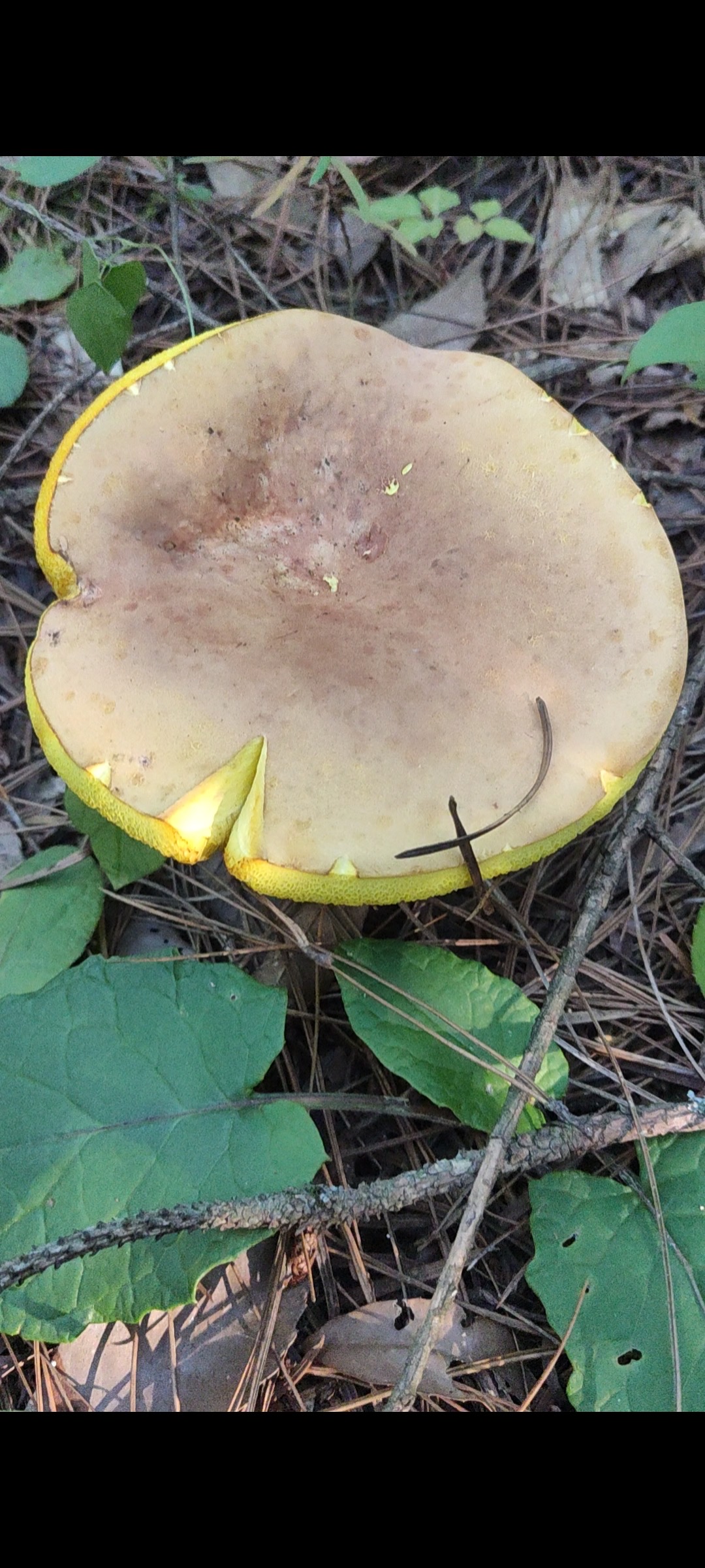 兰茂牛肝菌