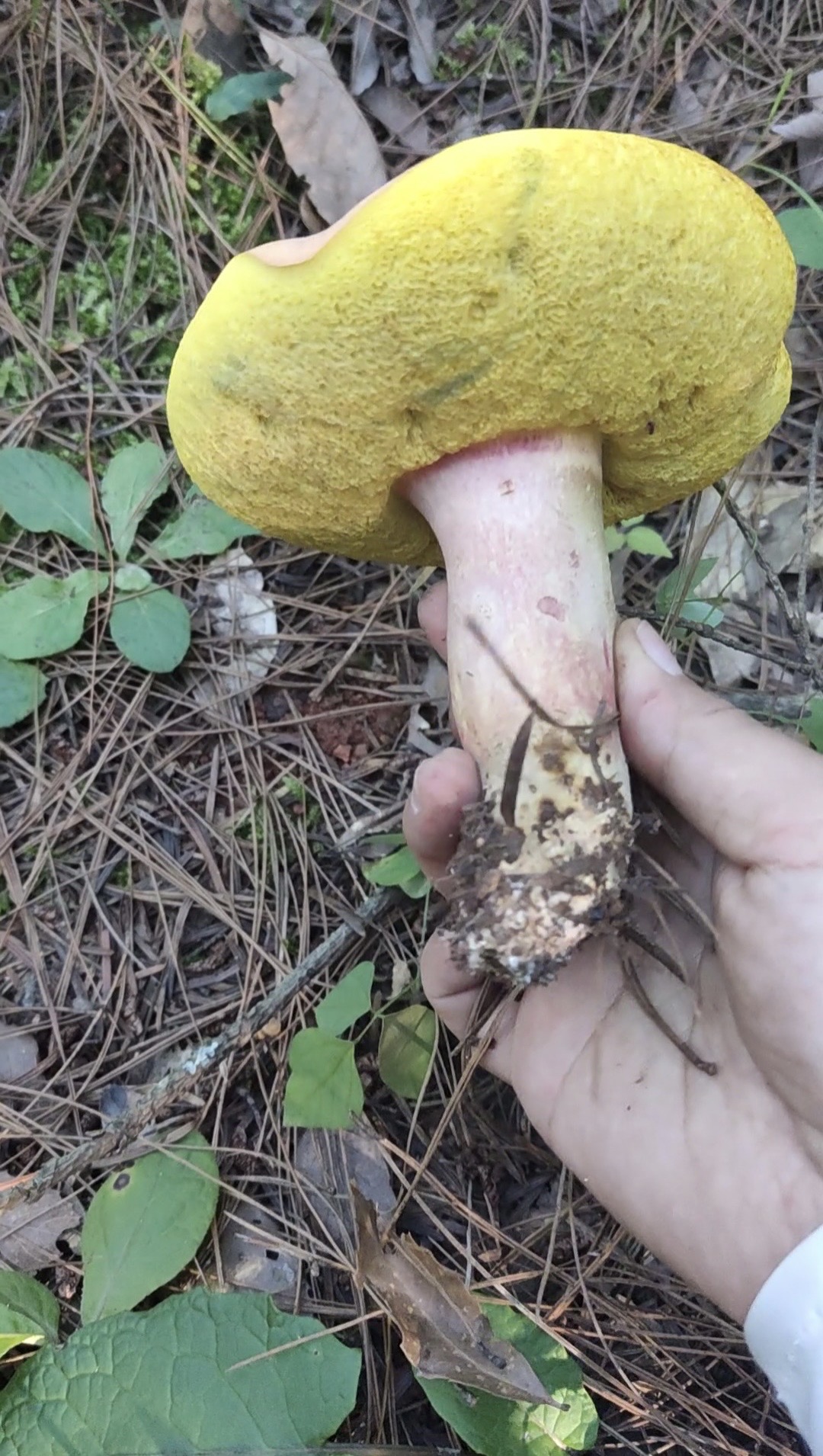 兰茂牛肝菌
