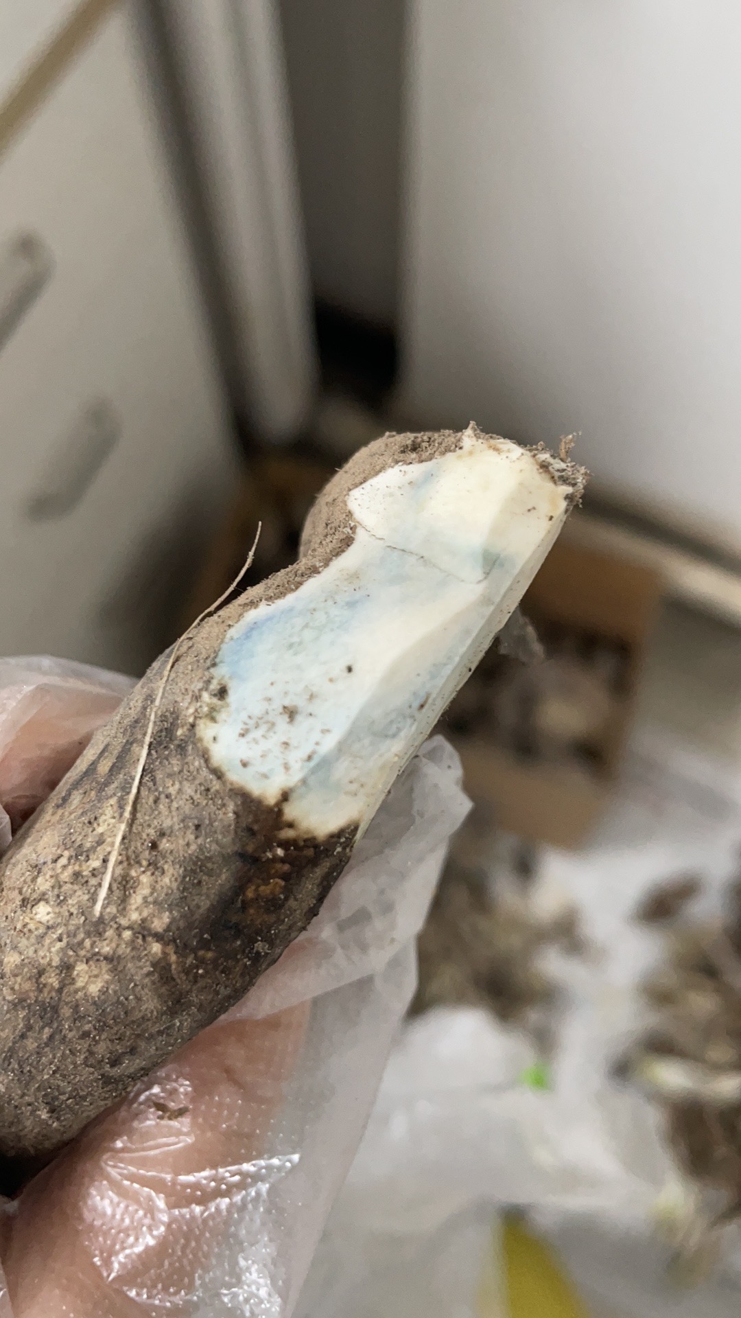 皱皮疣柄牛肝菌