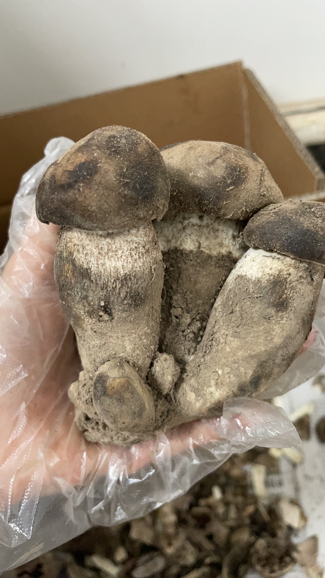 皱皮疣柄牛肝菌