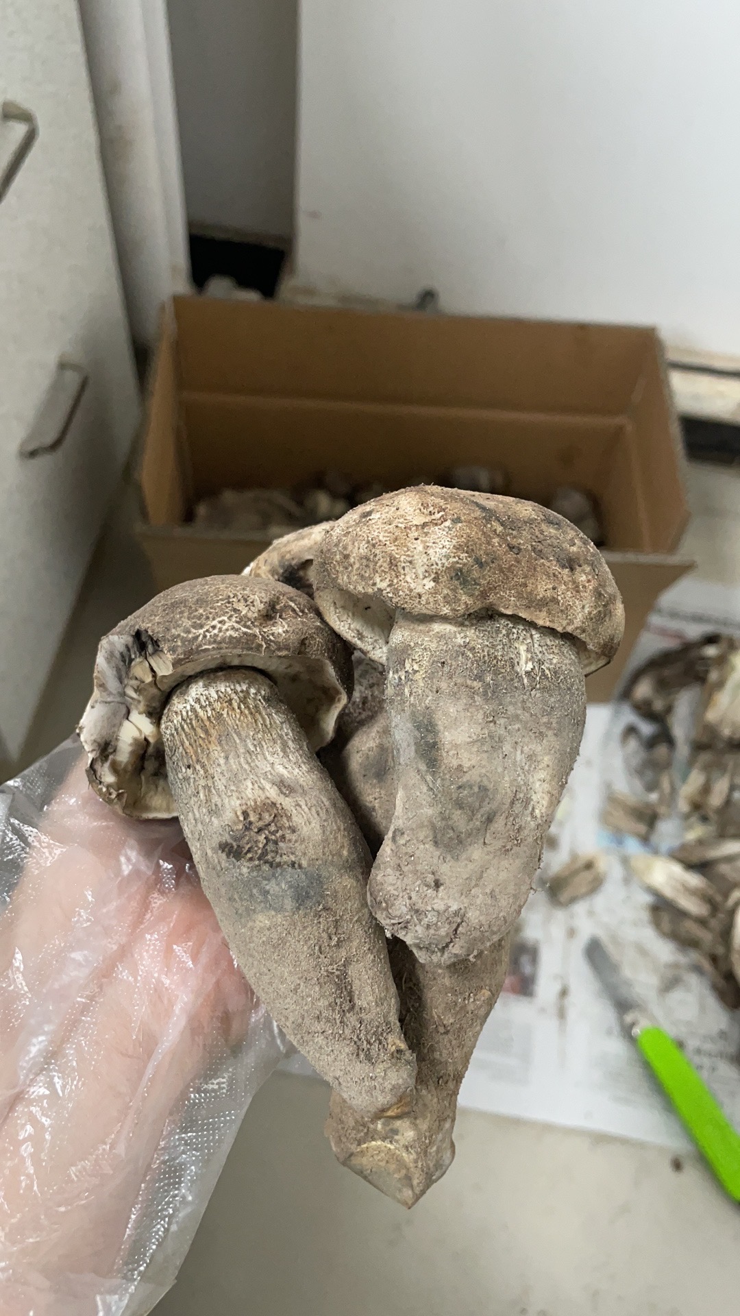皱皮疣柄牛肝菌