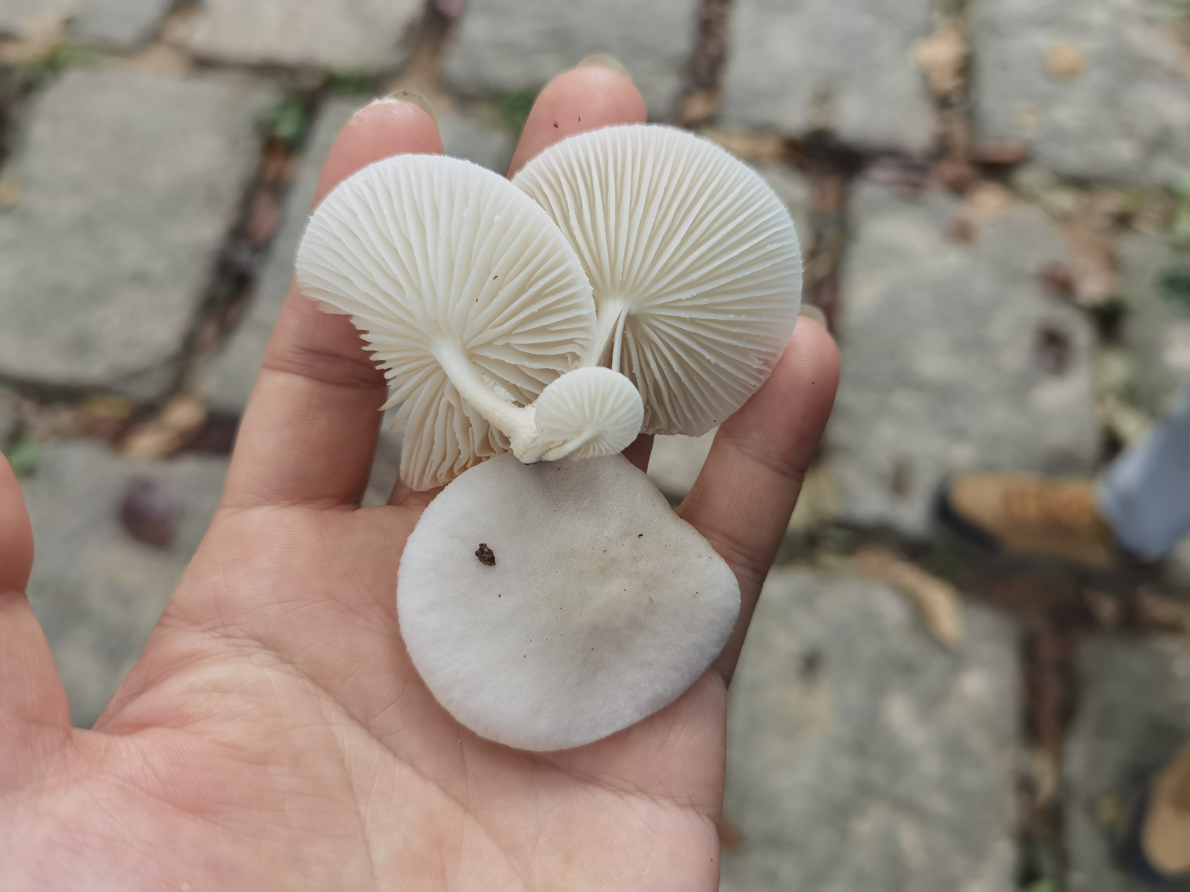 标本照片