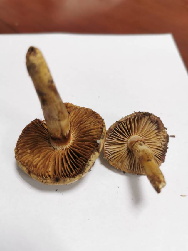 丝膜菌属