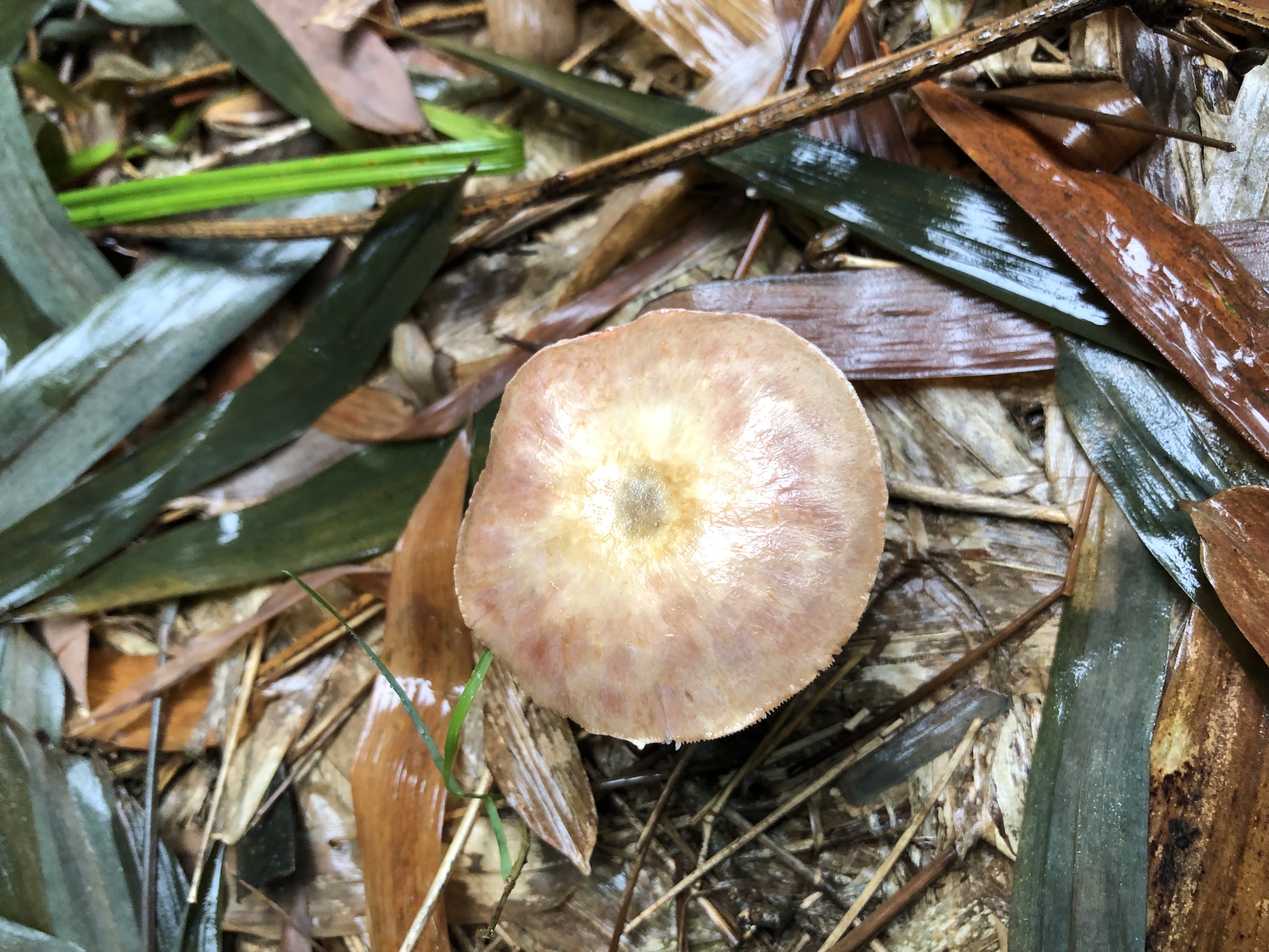 不同子实体为不同物种
