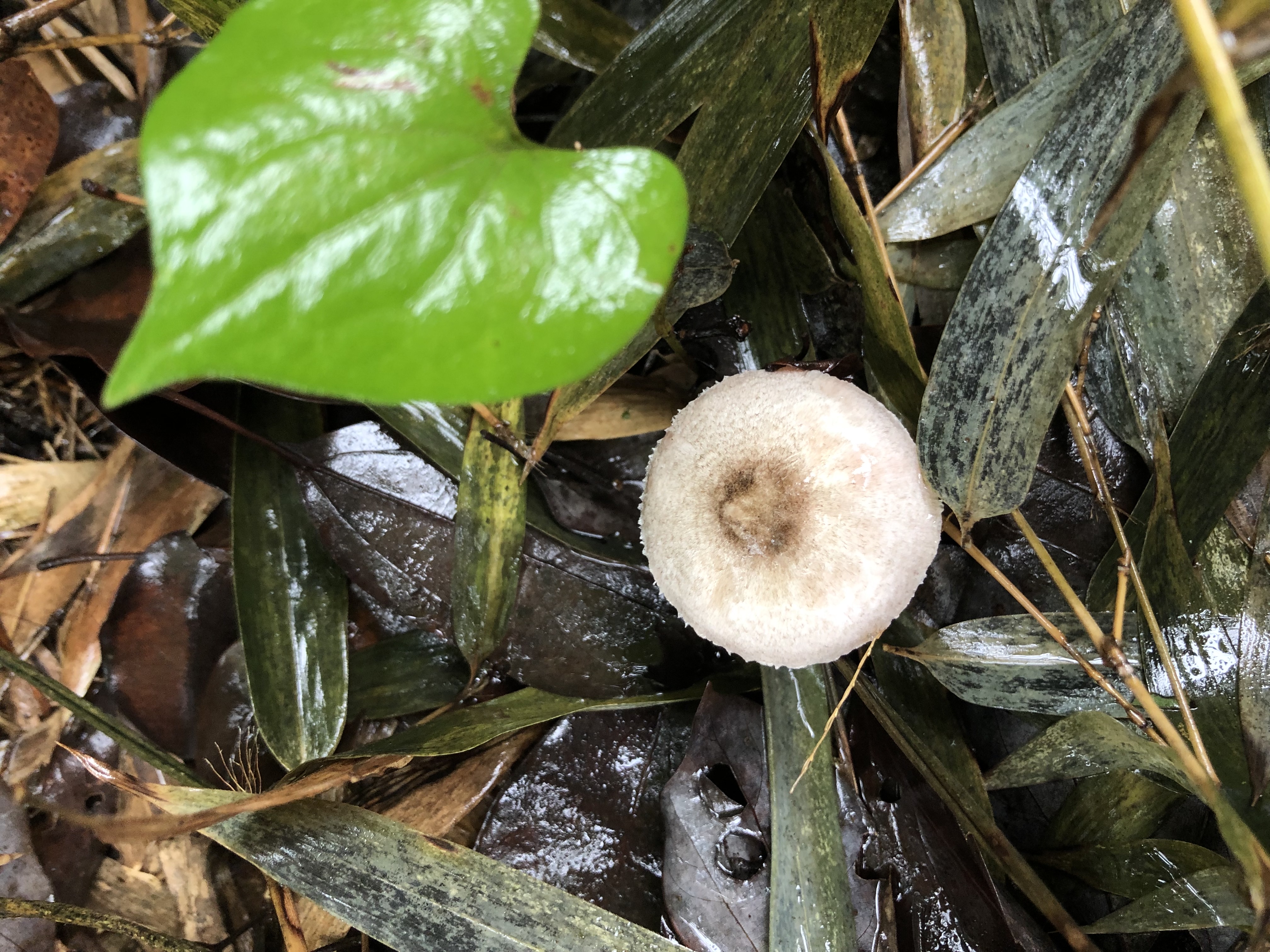 不同子实体为不同物种