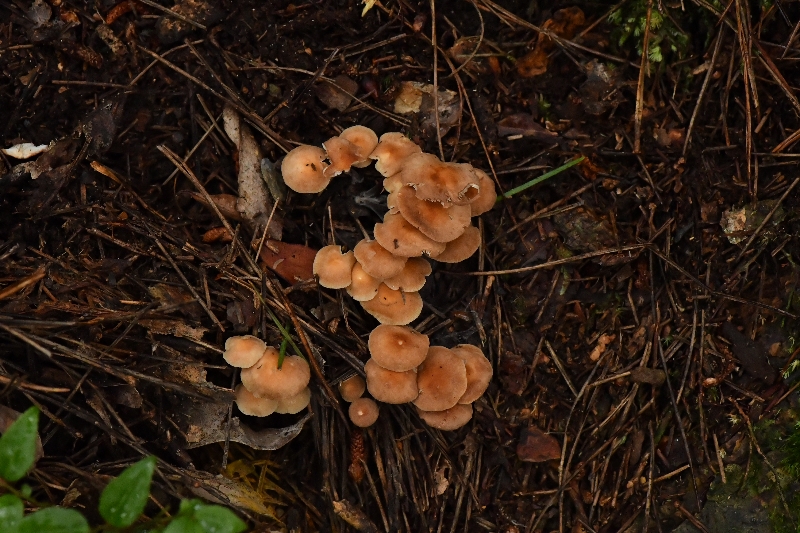 芸苔裸脚伞近缘种