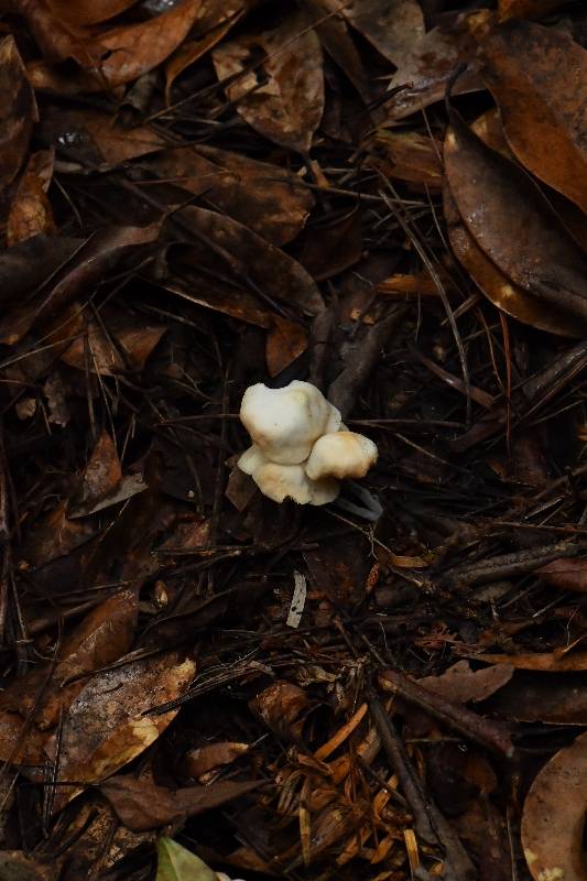 芸苔裸脚伞近缘种
