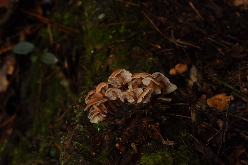 芸苔裸脚伞近缘种