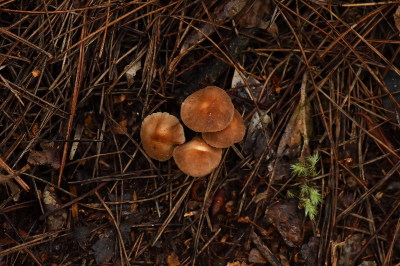 芸苔裸脚伞近缘种