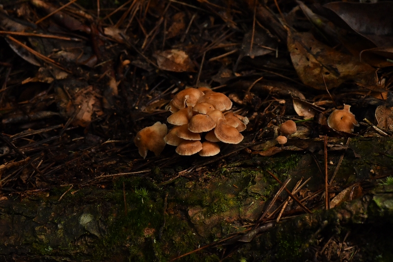 芸苔裸脚伞近缘种