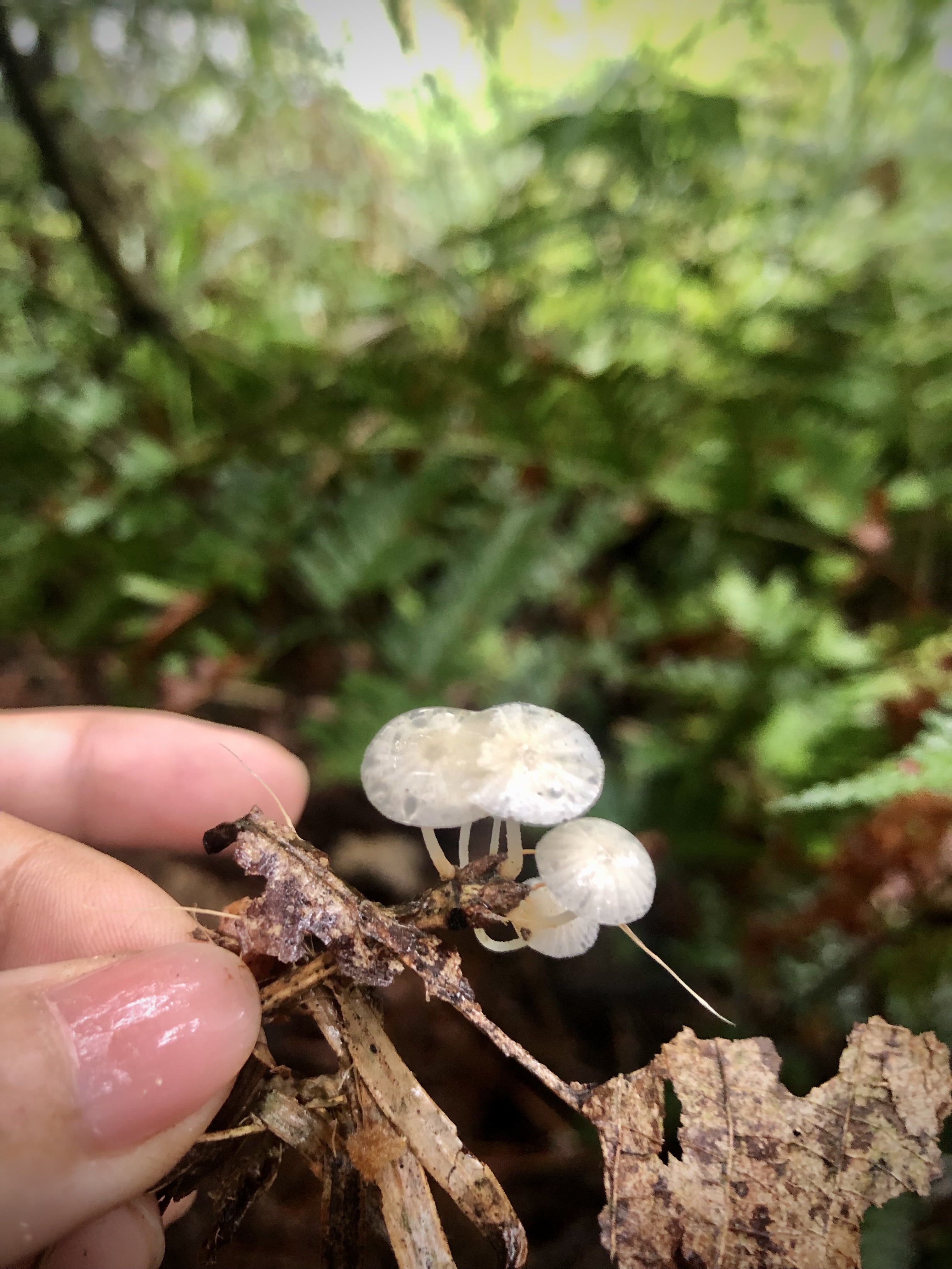 红盖小皮伞