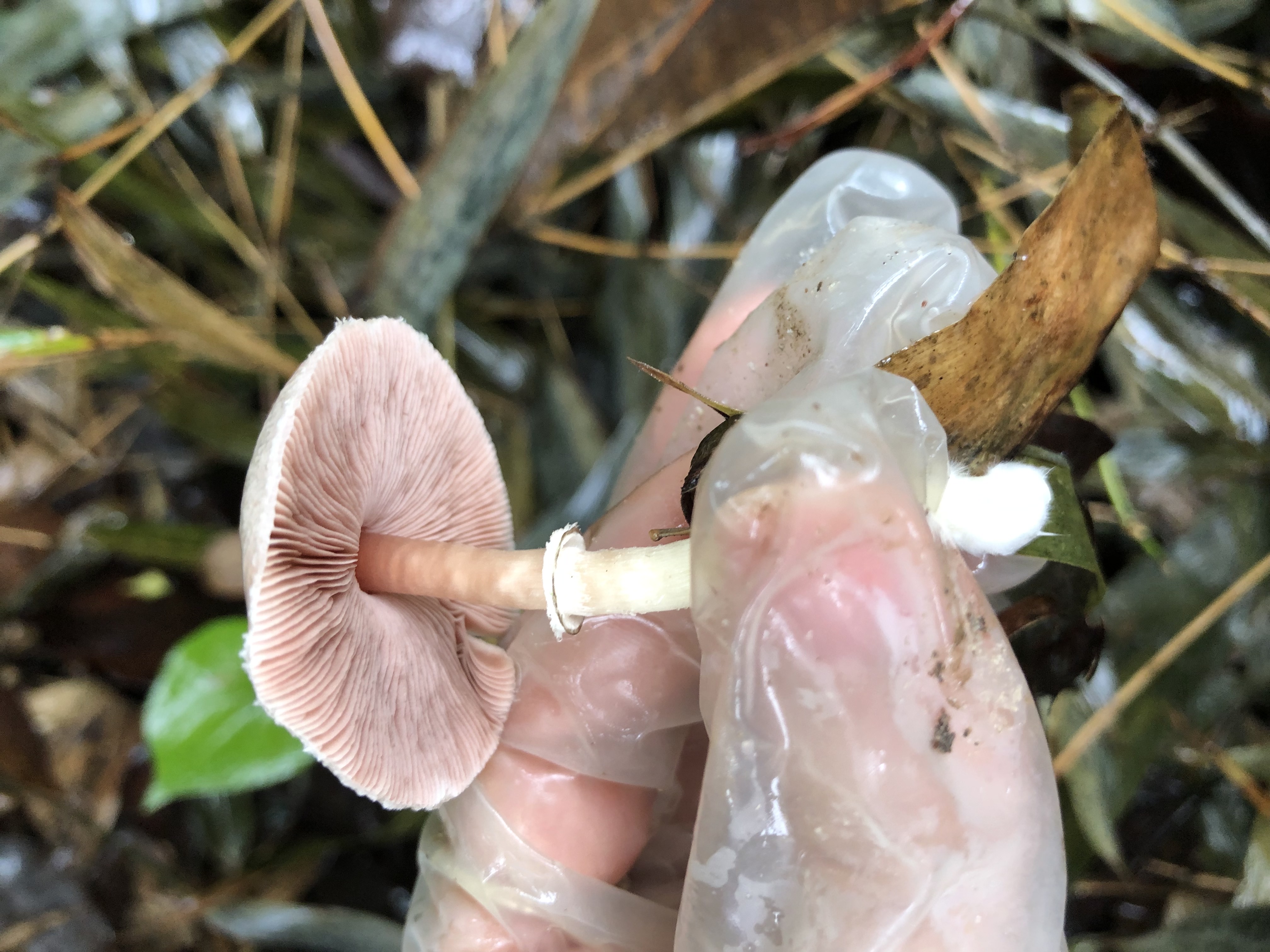 不同子实体为不同物种