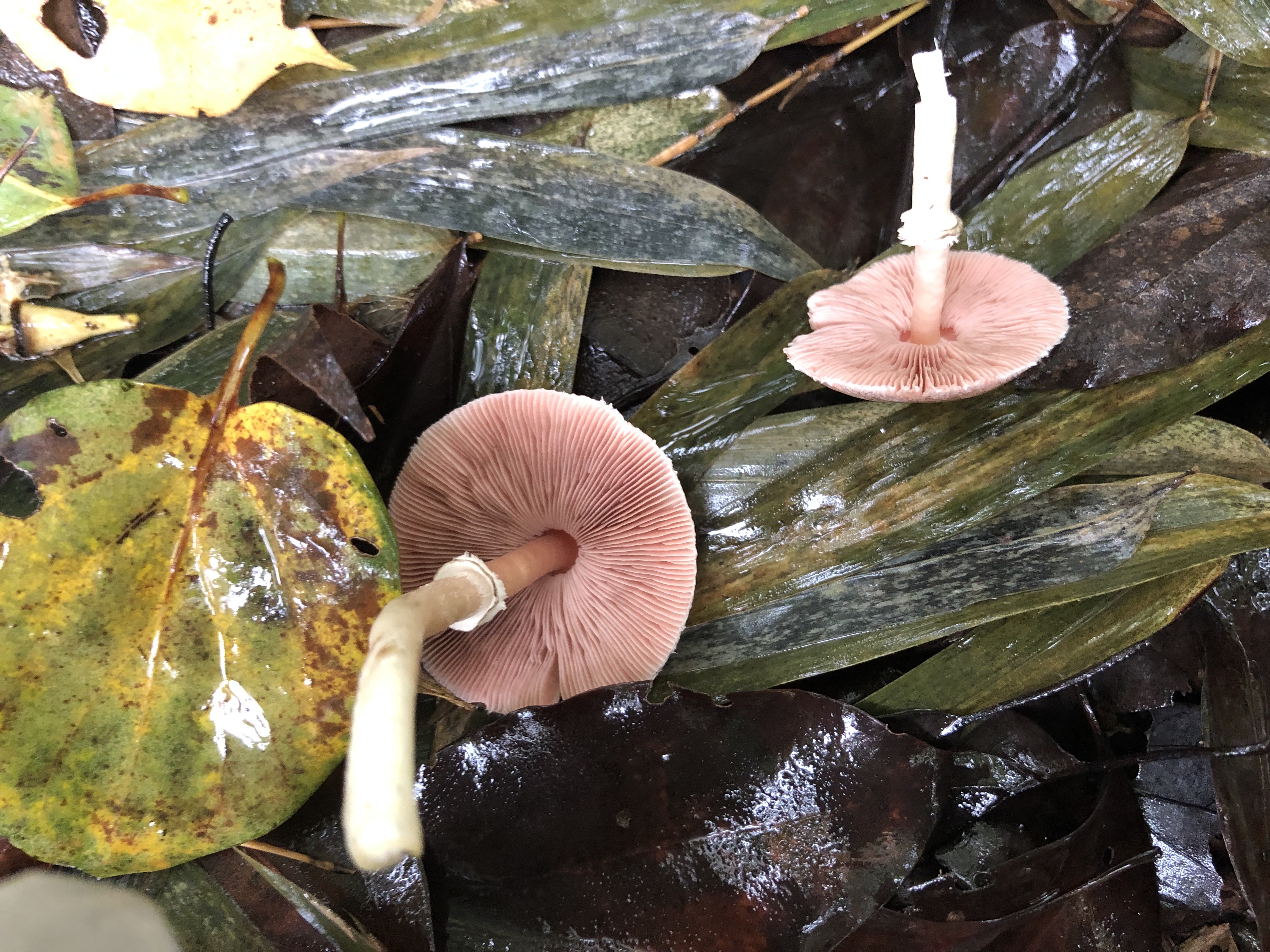 不同子实体为不同物种