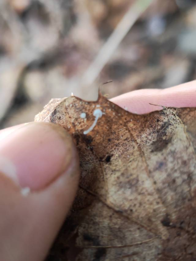 小菇属一种