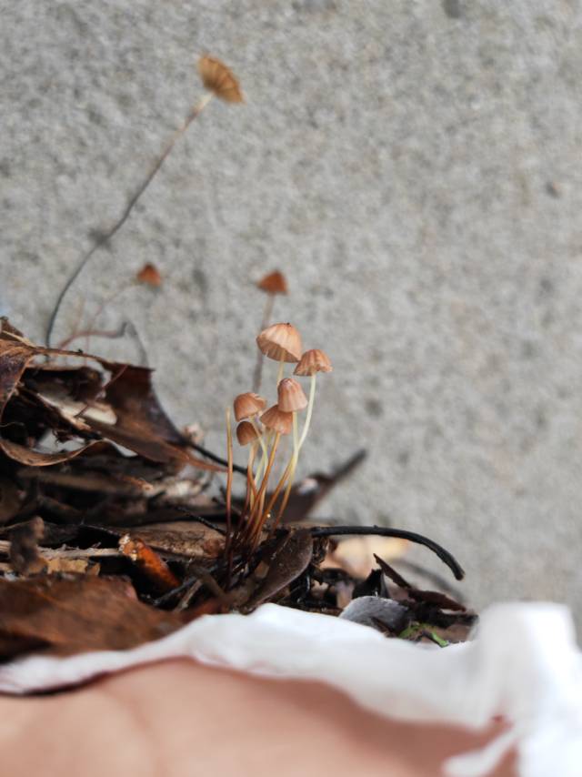 干小皮伞