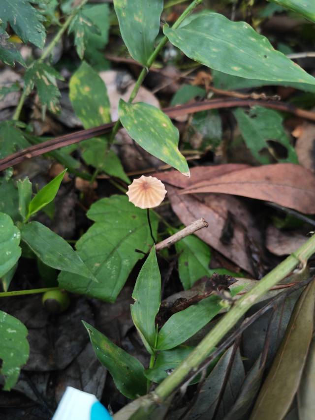 干小皮伞
