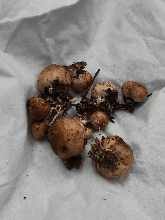 光硬皮马勃