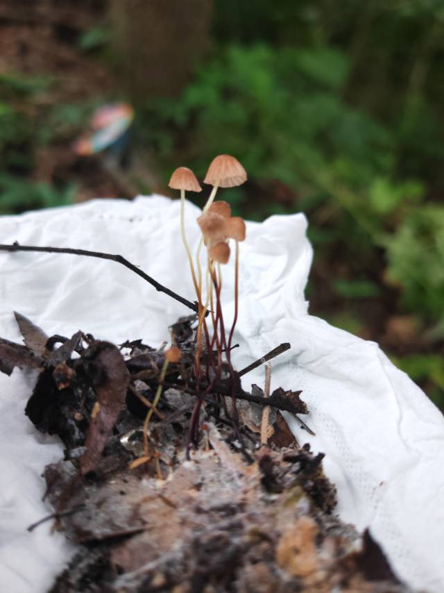 干小皮伞