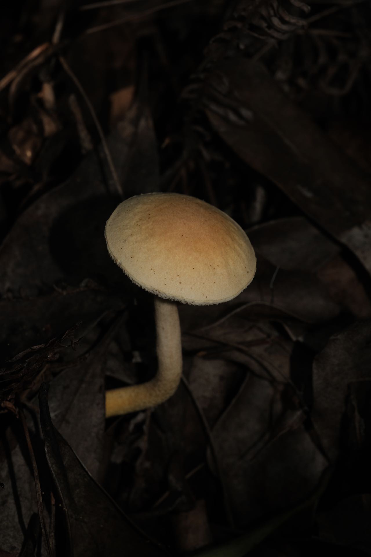 橙黄臧氏牛肝菌