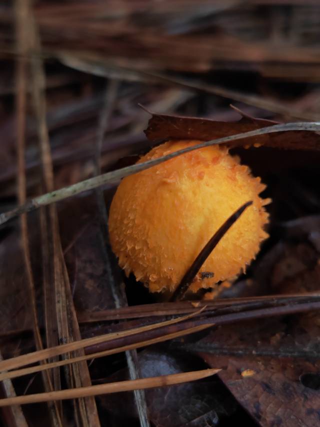 硫色蘑菇