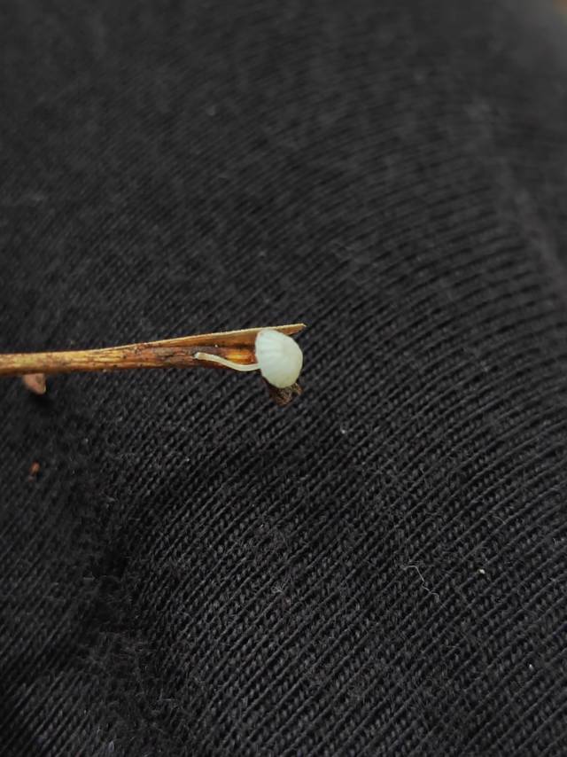 小菇属一种