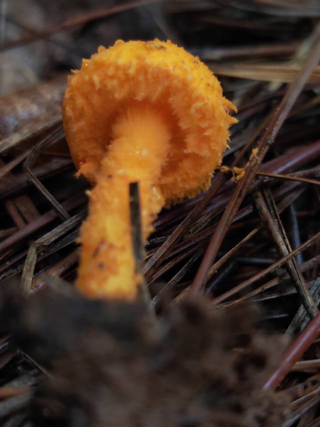 硫色蘑菇