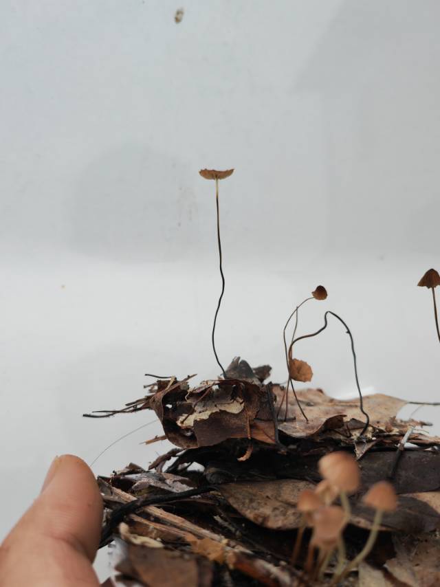 干小皮伞