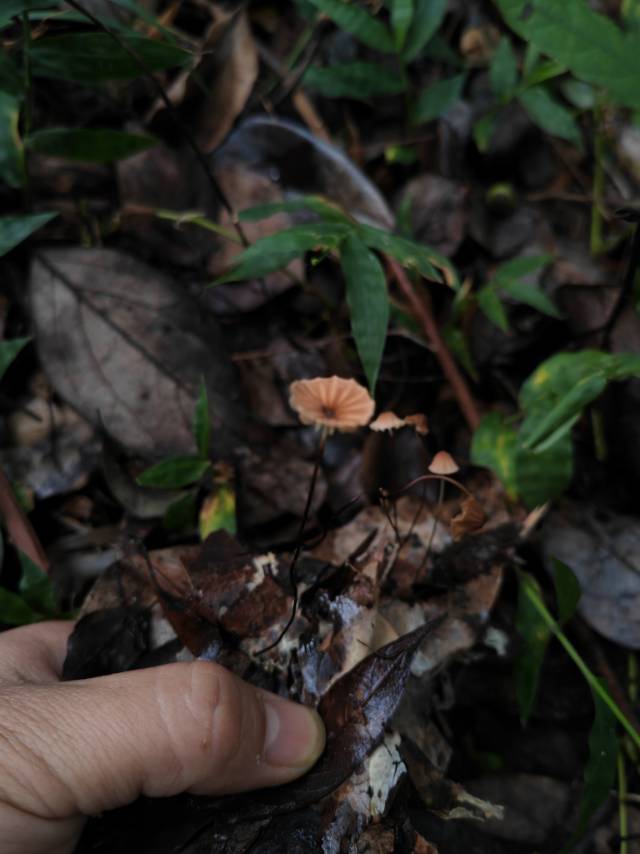 干小皮伞