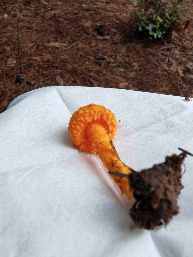 硫色蘑菇