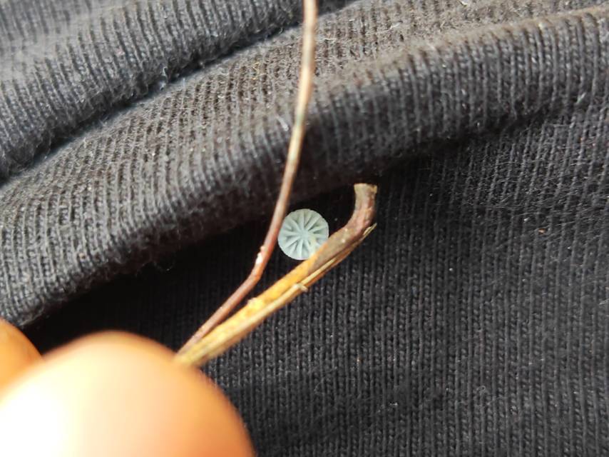 小菇属一种