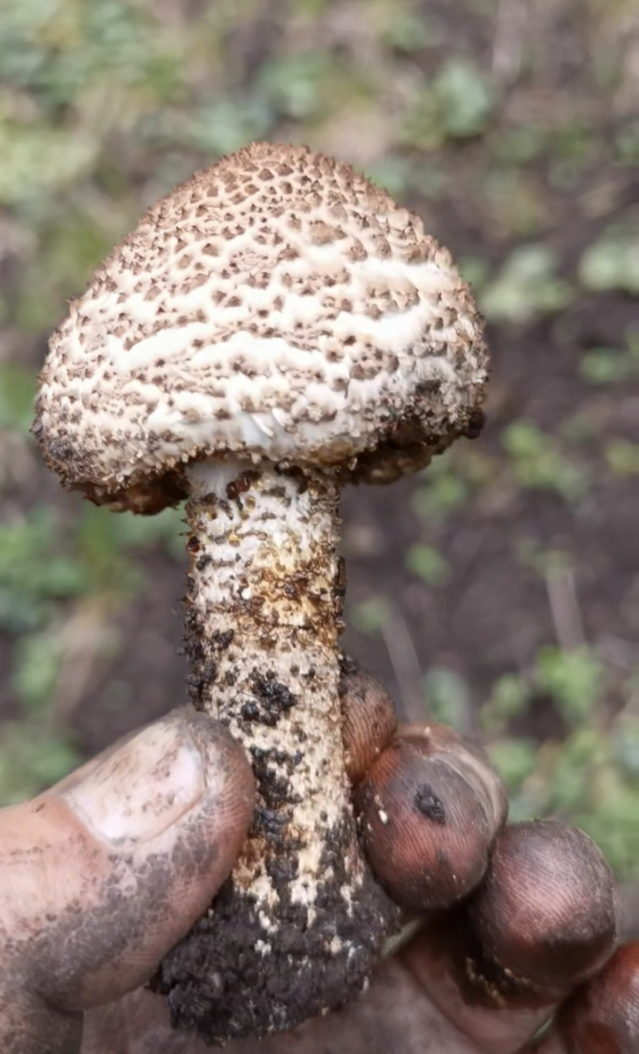 锐鳞环柄菇