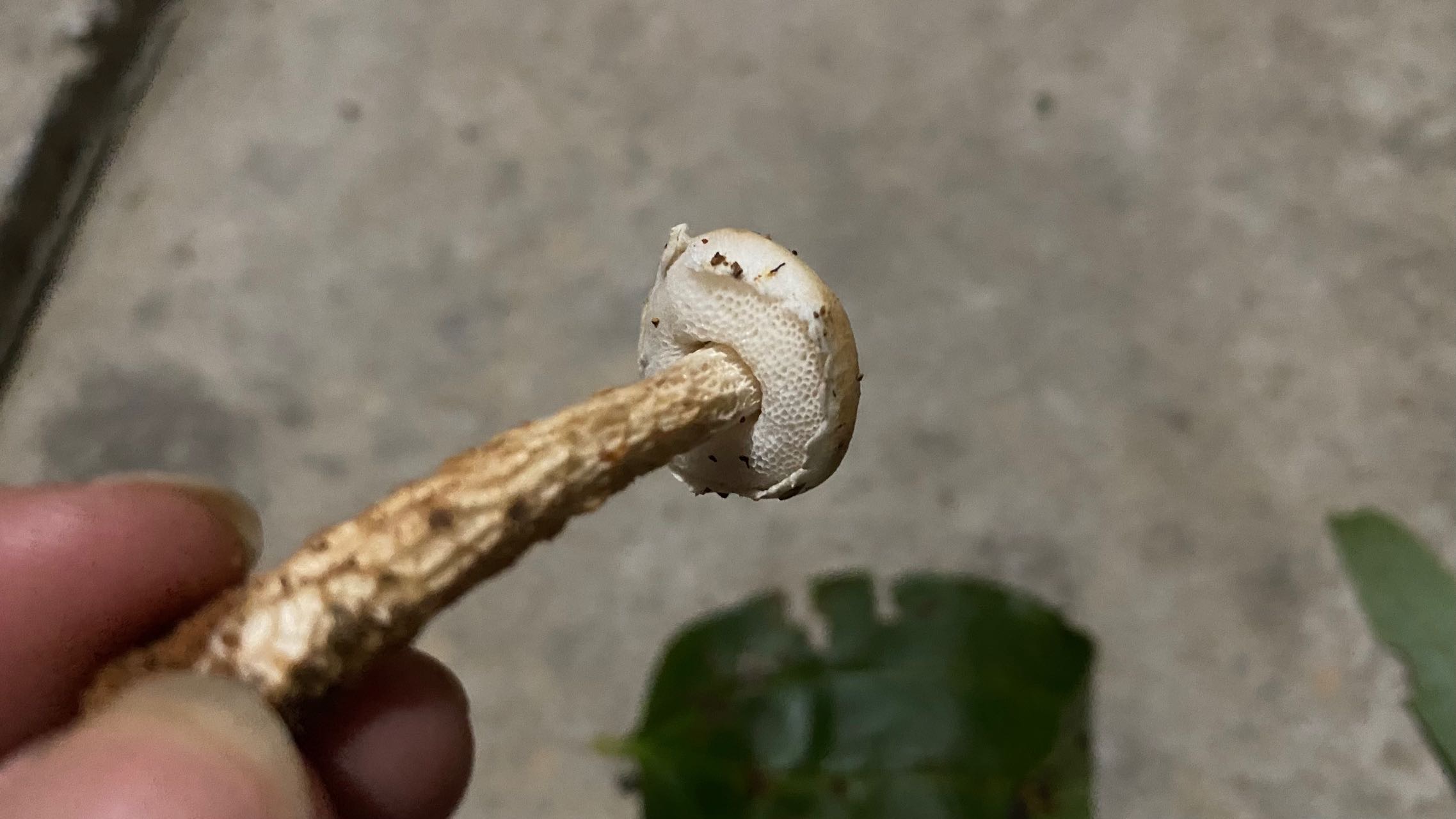梭孢南方牛肝菌