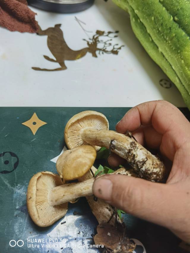 肉色香蘑
