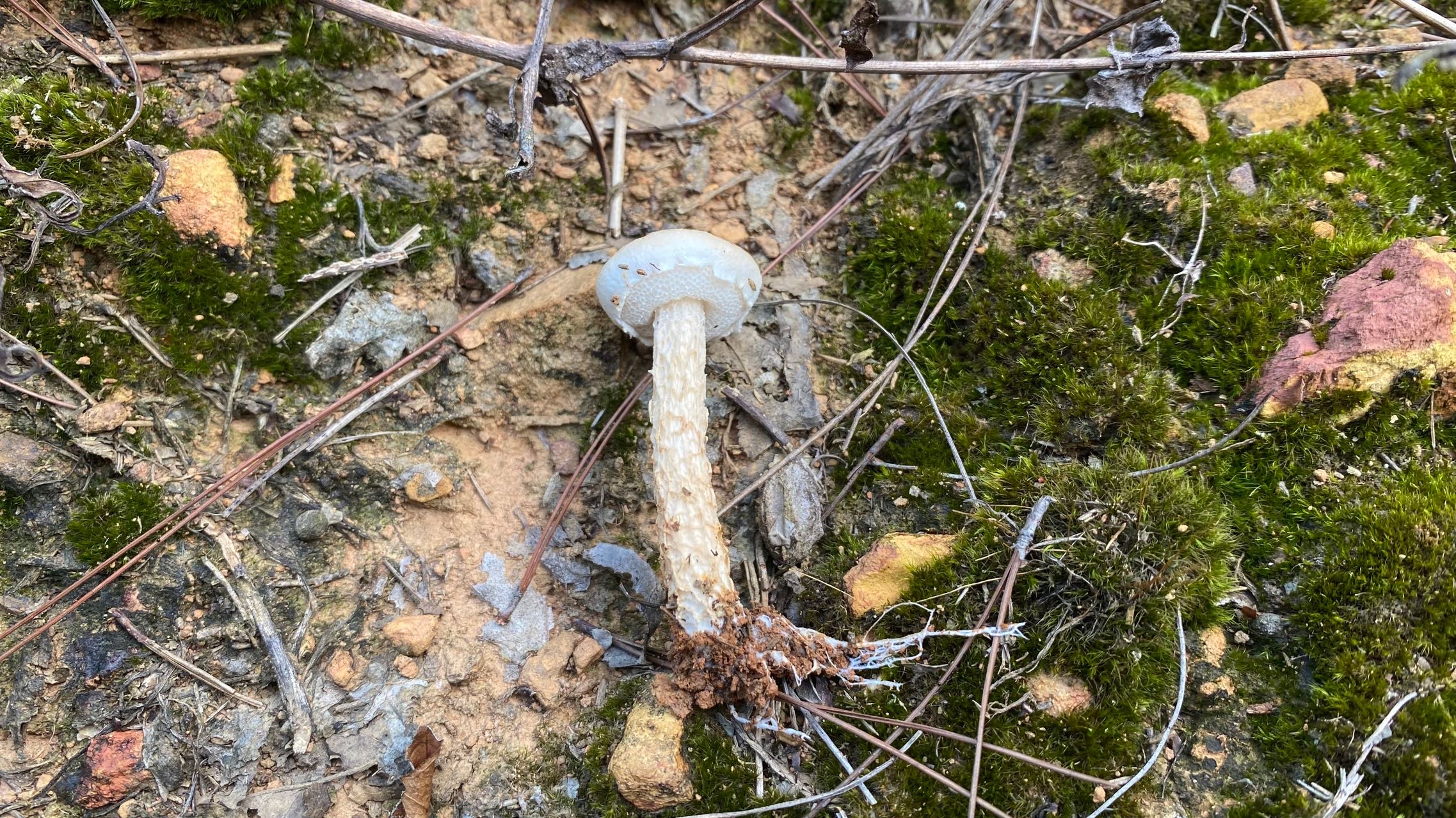 梭孢南方牛肝菌