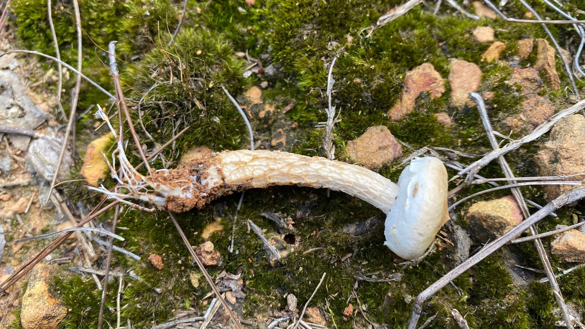 梭孢南方牛肝菌