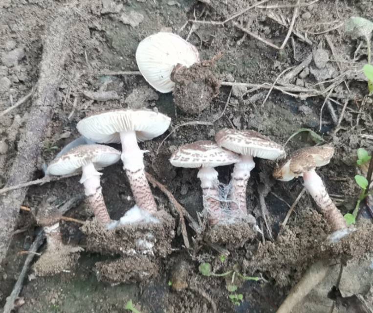 肉褐鳞环柄菇