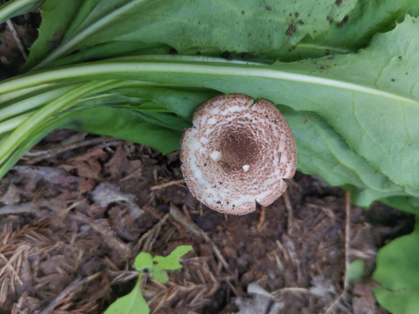 肉褐鳞环柄菇